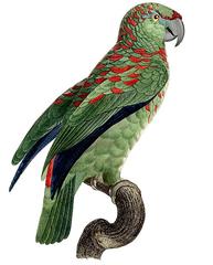 Festive Parrot